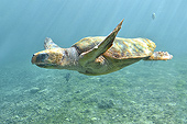 Tortue imbriquée (Eretmochelys imbricata) - La Réunion