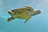 Tortue imbriquée (Eretmochelys imbricata) - La Réunion