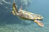 Tortue imbriquée (Eretmochelys imbricata) - La Réunion