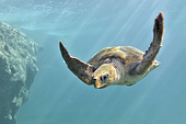 Tortue imbriquée (Eretmochelys imbricata) - La Réunion