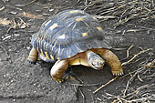 Tortue terrestre (Testudinidae) - La Réunion