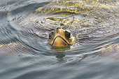 Tortue imbriquée (Eretmochelys imbricata) - La Réunion