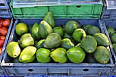 Cageot d'avocats (Lauraceae) - La Réunion