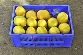 Cageot de citrons - La Réunion