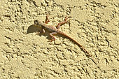 Lézard Geckos - La Réunion