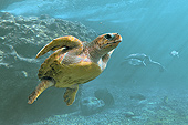 Tortue imbriquée (Eretmochelys imbricata) - La Réunion