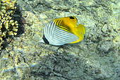 Poisson-papillon jaune (Chaetodon Auriga) - La Réunion