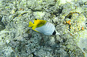 Poisson-papillon jaune (Chaetodon Auriga) - La Réunion