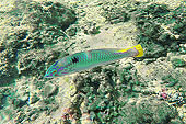 Labre à lignes bleues (Stethojulis Albovittata) - La Réunion
