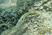 Labre à lignes bleues (Stethojulis Albovittata) - La Réunion