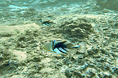 Baliste picasso clair (Rhinecanthus aculeatus) - La Réunion