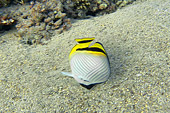 Poisson-papillon jaune (Chaetodon Auriga) - La Réunion