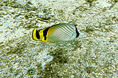 Poisson-papillon jaune (Chaetodon Auriga) - La Réunion