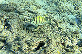 Chirurgien bagnard à raies noires (Acanthurus triostegus) - La Réunion