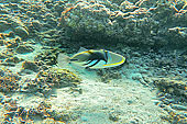 Baliste picasso clair (Rhinecanthus aculeatus) - La Réunion