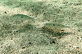 Surmulet cordon jaune (Mulloidichthys flavolineatus) - La Réunion