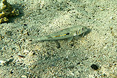 Surmulet cordon jaune (Mulloidichthys flavolineatus) - La Réunion