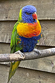 Loriquet arc en ciel - Loriini - (Trichoglossus Maluccanus)
