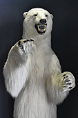 Ours polaire (Ursus maritimus) - Il est le plus grand ursidé de la planète