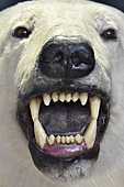 Gueule d'un ours polaire (Ursus maritimus) - Il est le plus grand ursidé de la planète