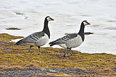 Couple d'oies Bernache du Canada en balade - NY LONDON - SVALBARD