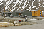 Renne en liberté dans les rues de LONGYEARBYEN - SVALBARD (04-06-2017 / 22H00)