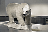 Dès l'arrivée à l'aéroport, l'ours manifeste sa présence - LONGYEARBYEN - SVALBARD (01-06-2018 / 01H40)