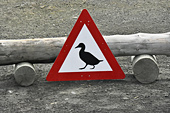 Attention ! Passage d'animaux plumés - SVALBARD (01-06-2018)