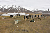 Chenil pour les chiens de traîneaux "Camp Barentz" - SVALBARD (01-06-2018)