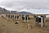 Chenil pour les chiens de traîneaux "Camp Barentz" - SVALBARD (01-06-2018)