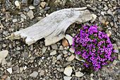 Le printemps arrive, les fleurs "Saxifrage à feuilles opposées" apparaissent partout - SVALBARD (01-06-2018)