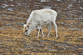 Jeune renne en liberté - NY LONDON - SVALBARD ( 04-06-2018 / 10H25)