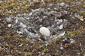 Oeuf dans un nid - NY LONDON - SVALBARD (04-06-2018 / 11H35)