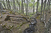 Ruisseau dans la "Valle de los Lobos" (Vallée des Loups) - Ushuaia - ARGENTINE