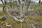 Branches mortes - Valle de los Lobos (Vallée des Loups) - Ushuaia - ARGENTINE