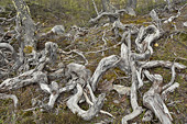 Enchevêtrement de branches mortes - Valle de los Lobos (Vallée des Loups) - Ushuaia - ARGENTINE