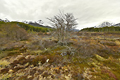 Tourbière - Valle de los Lobos - Laguna Esmeralda - Ushuaia - ARGENTINE