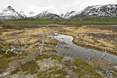 Zone marécageuse - Valle de los Lobos (Vallée des Loups) - Ushuaia - ARGENTINE