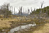 Méli-mélo d’arbres morts - Valle de los Lobos (Vallée des Loups) - Ushuaia - ARGENTINE