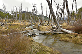 Méli-mélo d’arbres morts - Valle de los Lobos - Ushuaia - ARGENTINE