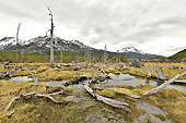 Zone marécageuse - Valle de los Lobos (Vallée des Loups) - Ushuaia - ARGENTINE