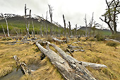 Méli-mélo d’arbres morts - Valle de los Lobos - Ushuaia - ARGENTINE