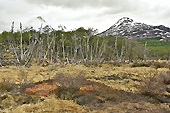 Valle de los Lobos (Vallée des Loups) - Ushuaia - ARGENTINE