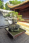 Bonzaï dans le temple de la littérature - Hanoï - Viêtnam