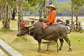 Promenade à dos de buffle avec un guide local - Hoa Lu - Viêtnam