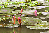 Rhizomes et pédoncules de Lotus sacré ou Lotus d'Orient - Ninh Binh ou la baie d'Halong terrestre - Viêtnam