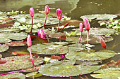 Rhizomes et pédoncules de Lotus sacré ou Lotus d'Orient - Ninh Binh ou la baie d'Halong terrestre - Viêtnam