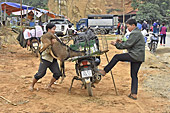 Chargement d'une chèvre sur une mobylette sur le marché de "Coc Ly" à "Bac Ha" - Viêtnam