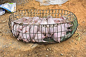 Exposition de cochons sur le marché de "Coc Ly" à "Bac Ha" - Viêtnam