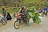Transport de feuilles de chou cavalier sur une mobylette - Marché de "Coc Ly" à "Bac Ha" - Viêtnam